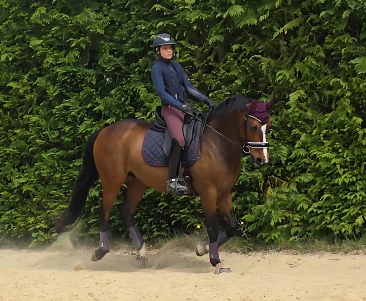 Hongre SF PP 13 ANS LOISIRS & CONCOURS CLUB,  Ech. Poss