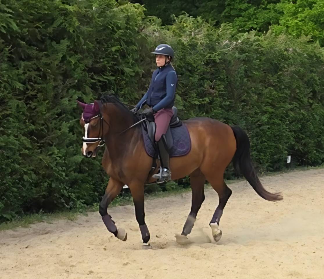 Hongre SF PP 13 ANS LOISIRS & CONCOURS CLUB,  Ech. Poss