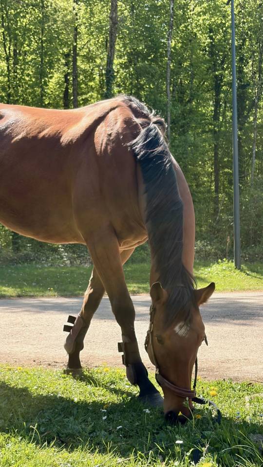 Hongre 4 ans &agrave; vendre 