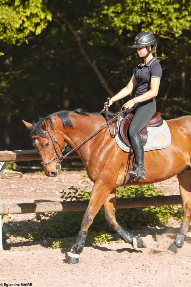 Hongre 4 ans &agrave; vendre 