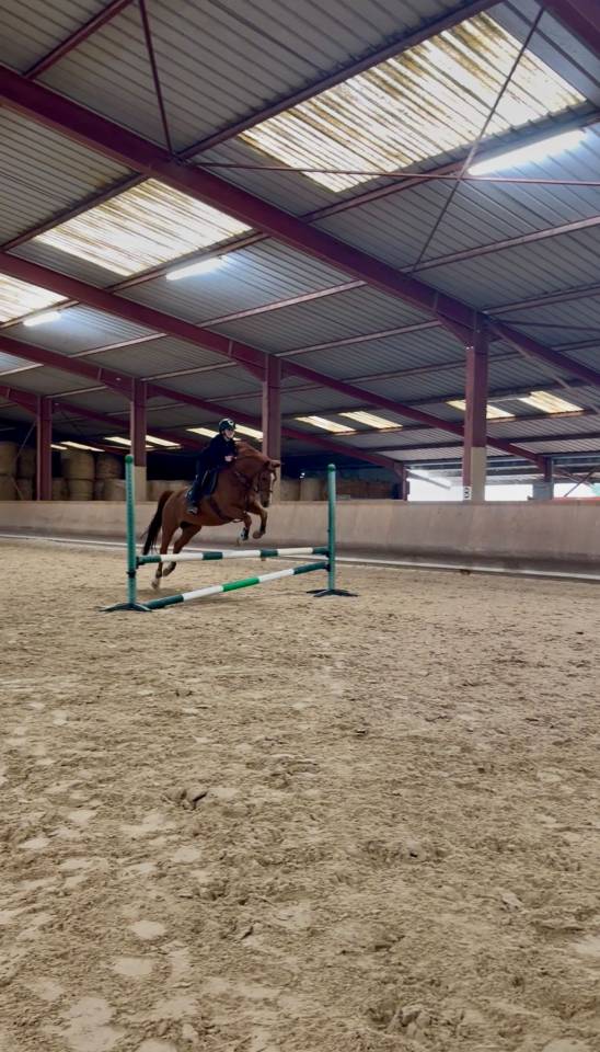 Hongre 8 ans 1m55