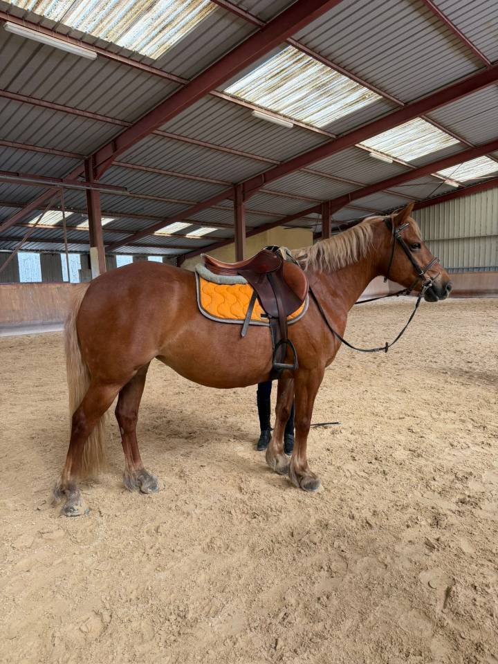 Ponette crois&eacute;e haflinger
