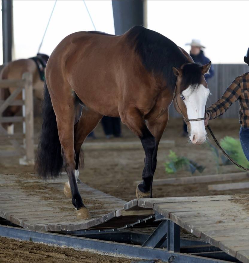 Quarter Horse 5 ans