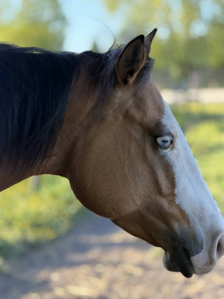 Quarter Horse 5 ans