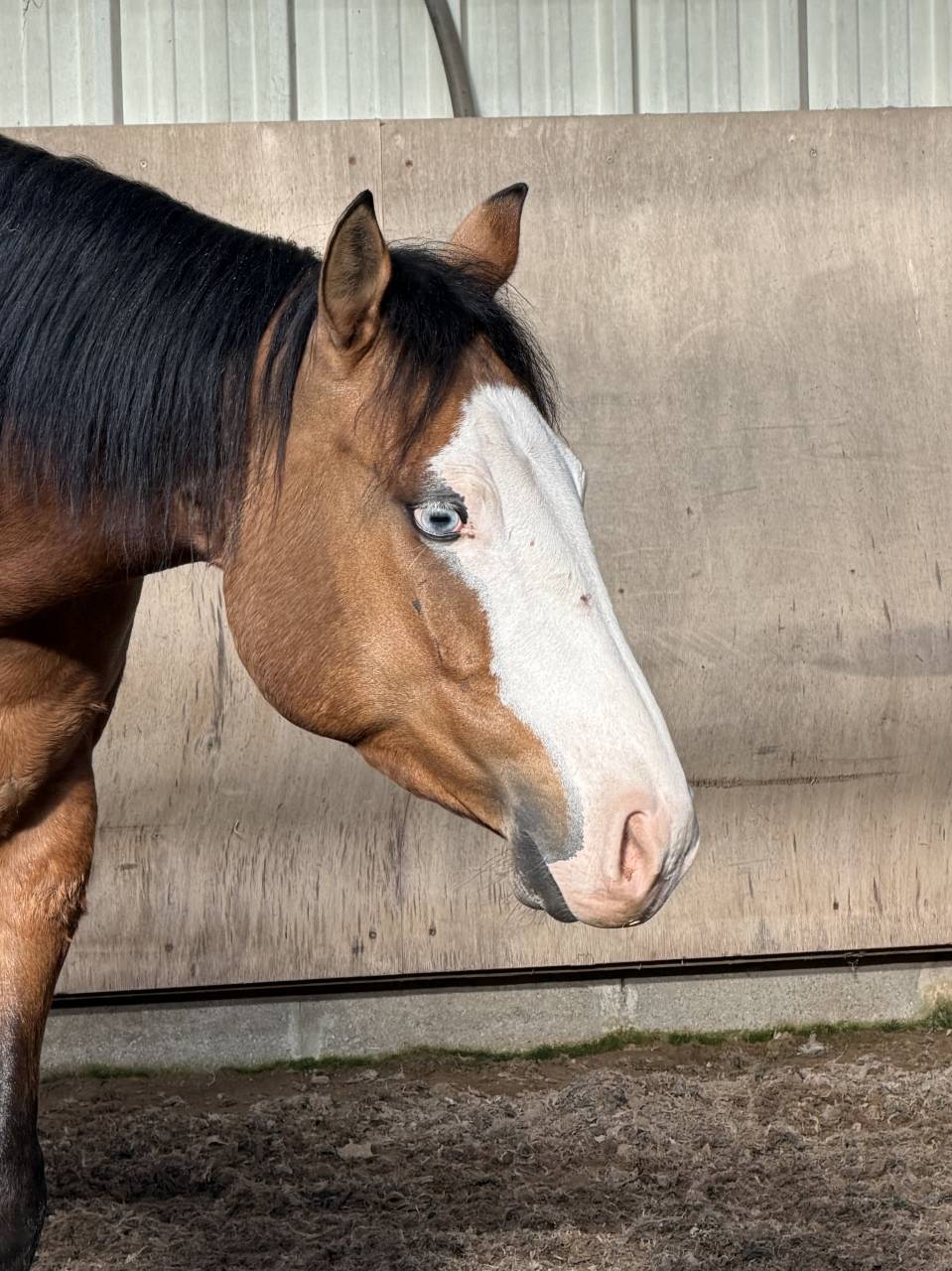 Quarter Horse 5 ans