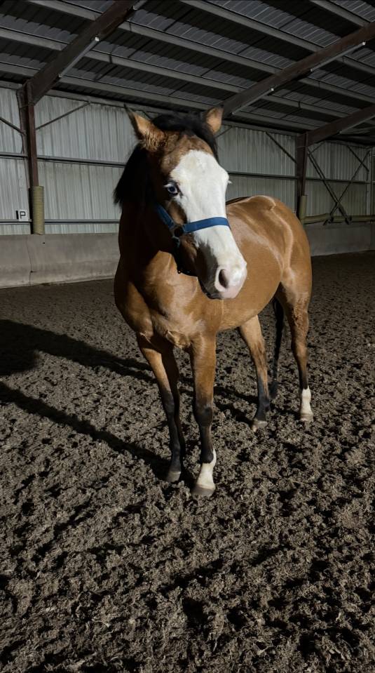 Quarter Horse 5 ans