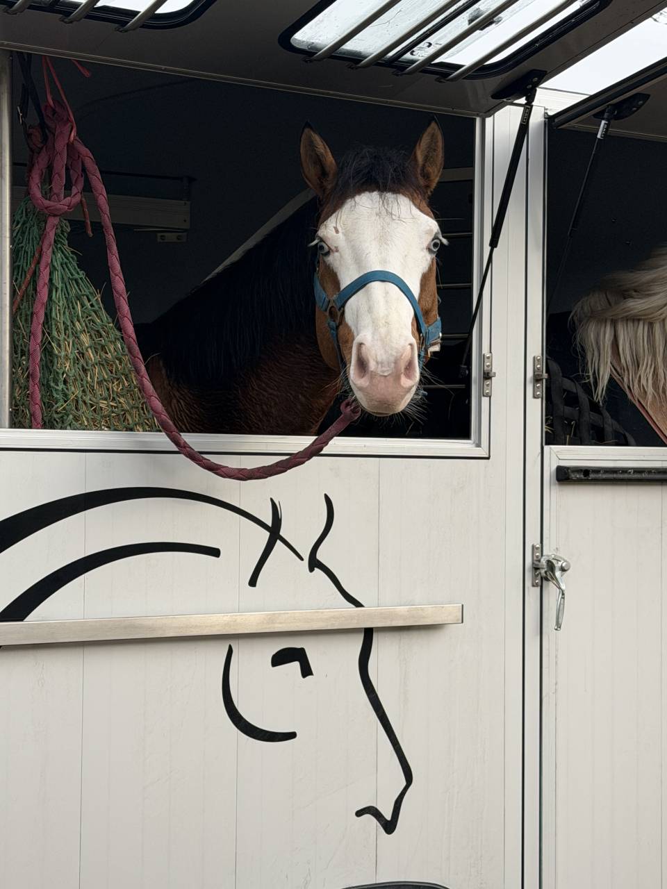 Quarter Horse 5 ans