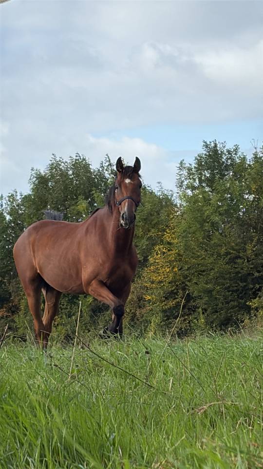 Louis d&rsquo;or - Trotteur fran&ccedil;ais 