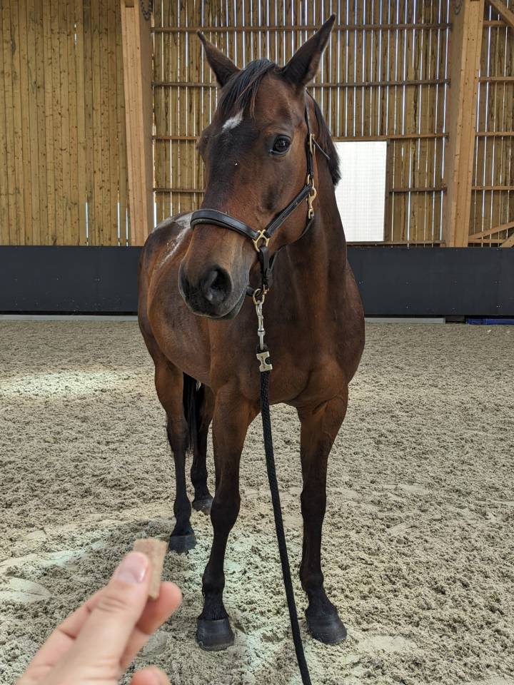 Jument SF 13 ans &ndash; Ma&icirc;tre d'&eacute;cole Dressage & TAP