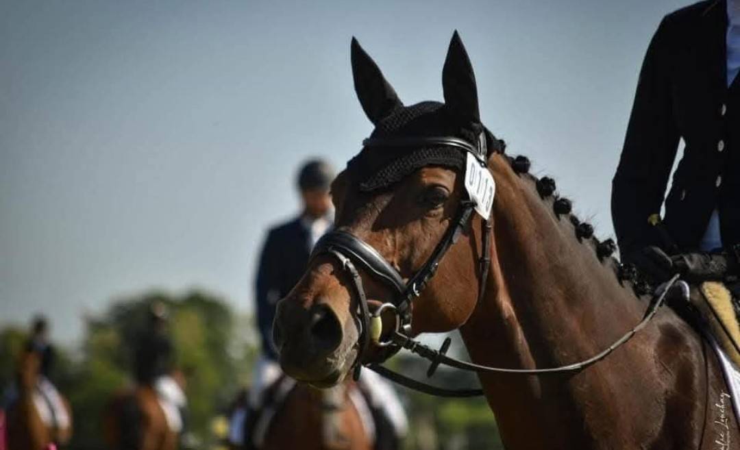 Jument SF 13 ans &ndash; Ma&icirc;tre d'&eacute;cole Dressage & TAP
