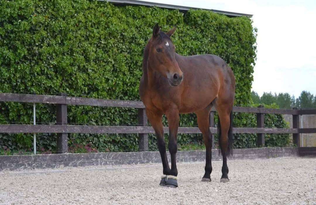 Jument SF 13 ans &ndash; Ma&icirc;tre d'&eacute;cole Dressage & TAP