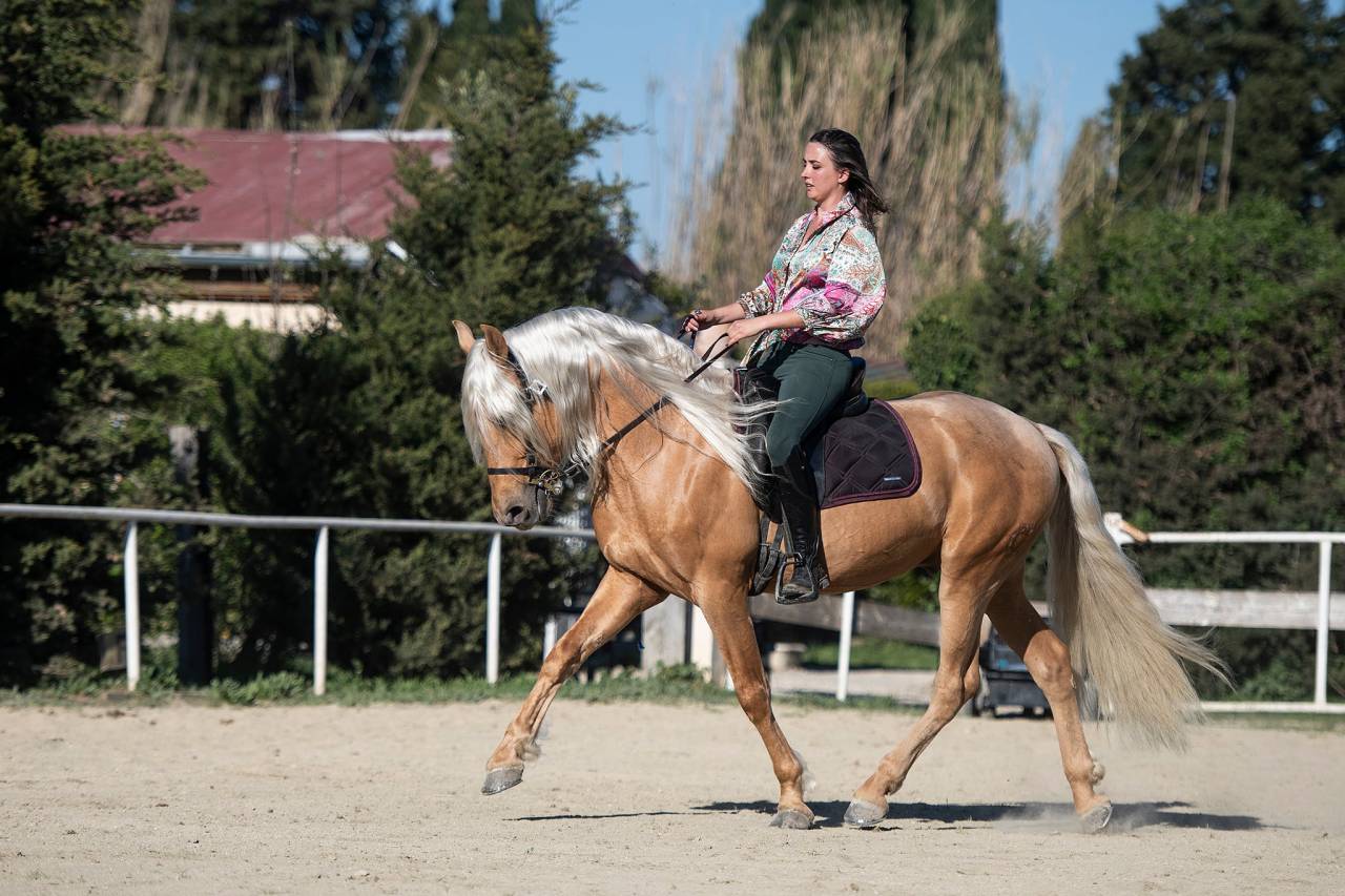 PR&Eacute; pp Palomino 