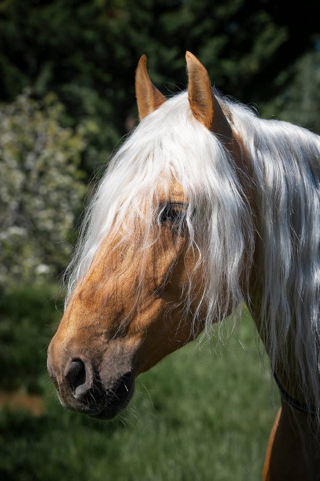 PR&Eacute; pp Palomino 