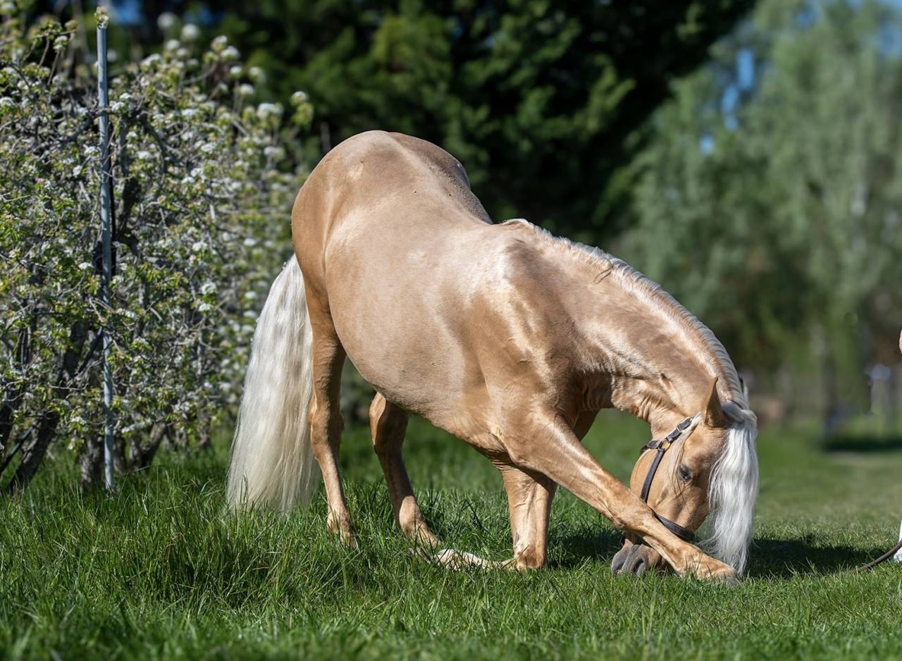 PR&Eacute; pp Palomino 