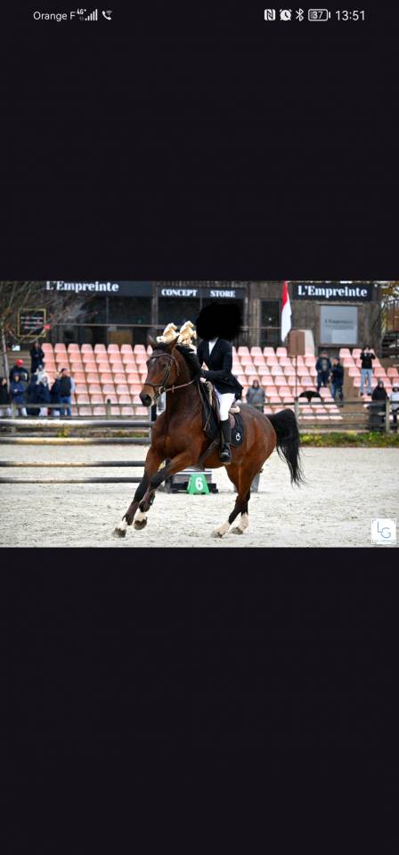 Jument CSO