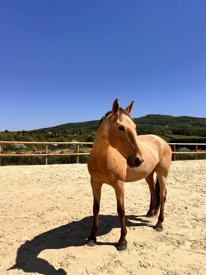 Lusitanien isabelle 11 ans 
