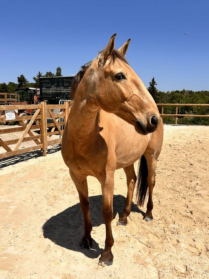 Lusitanien isabelle 11 ans 