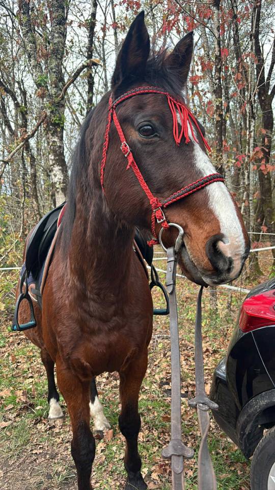 Recherche cavali&egrave;re 