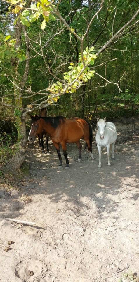 Recherche cavali&egrave;re 