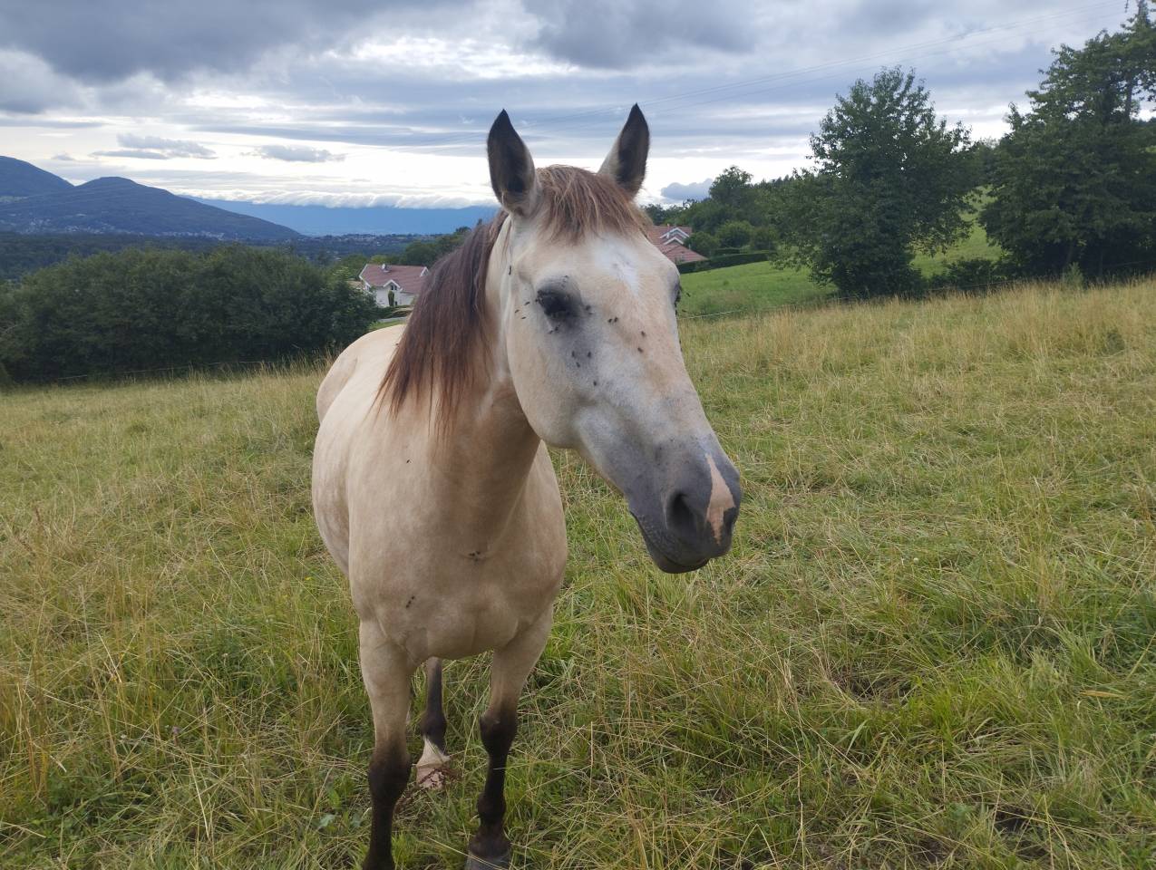 Jument &agrave; vendre