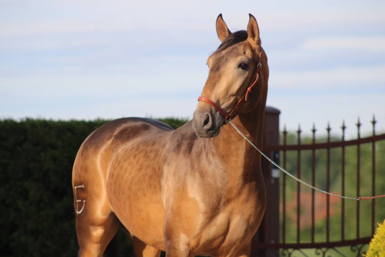 Cheval Pure Race Espagnol, Dressage/Spectacle/Loisir