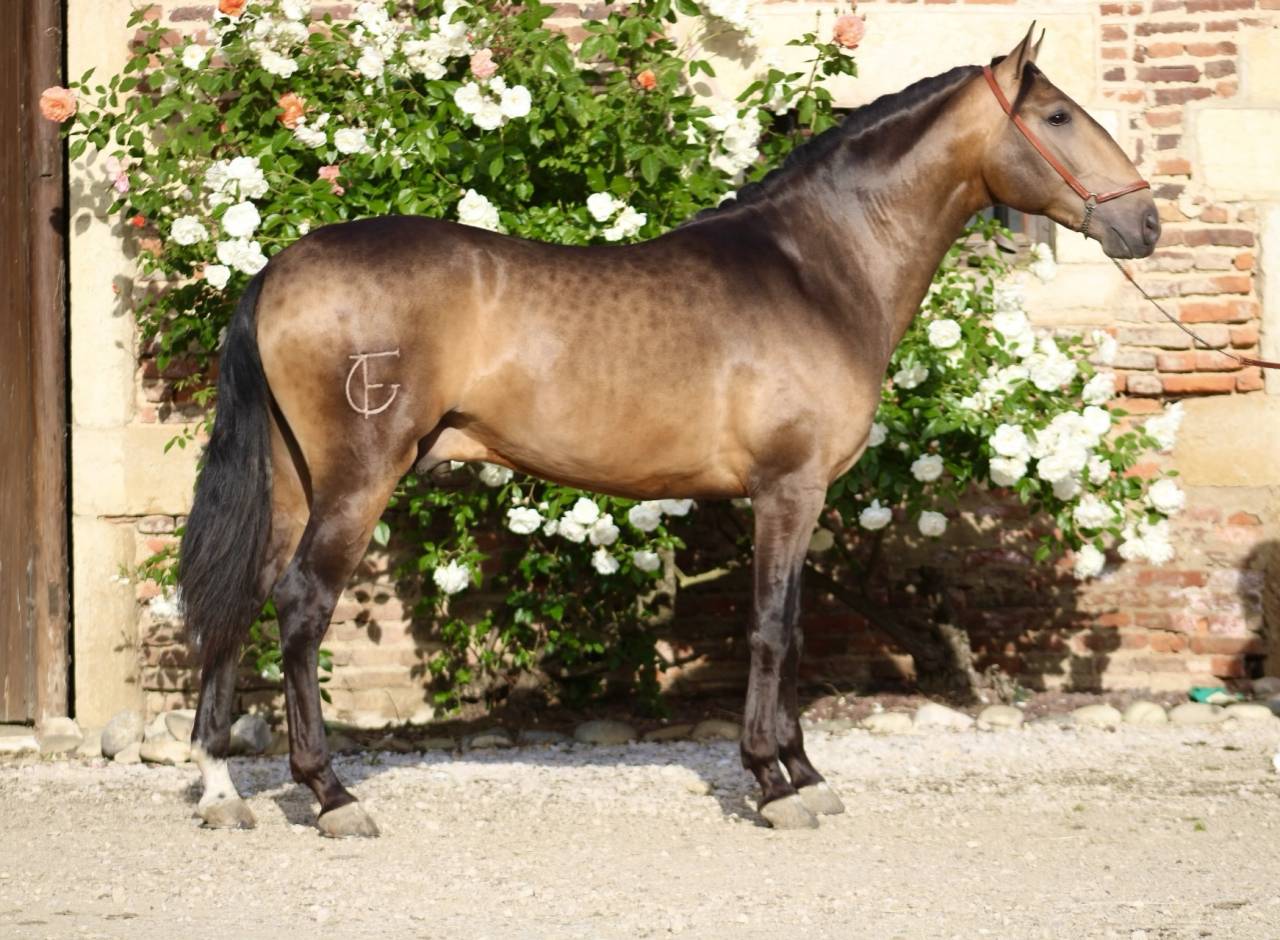 Cheval Pure Race Espagnol, Dressage/Spectacle/Loisir