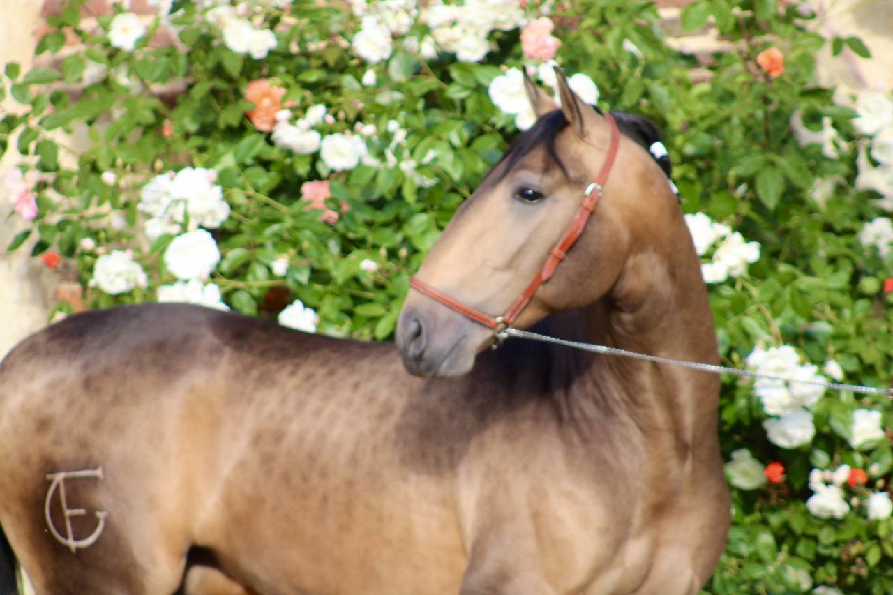 Cheval Pure Race Espagnol, Dressage/Spectacle/Loisir