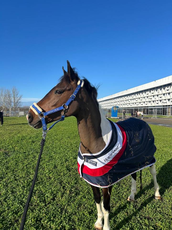 Ponette de sport ma&icirc;tre d&rsquo;&eacute;cole 