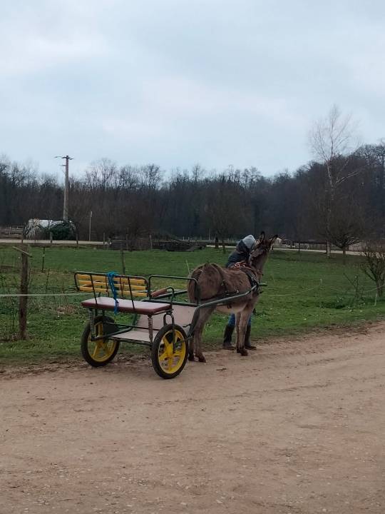 sulky - voiture de promenade pour &acirc;ne ou poney