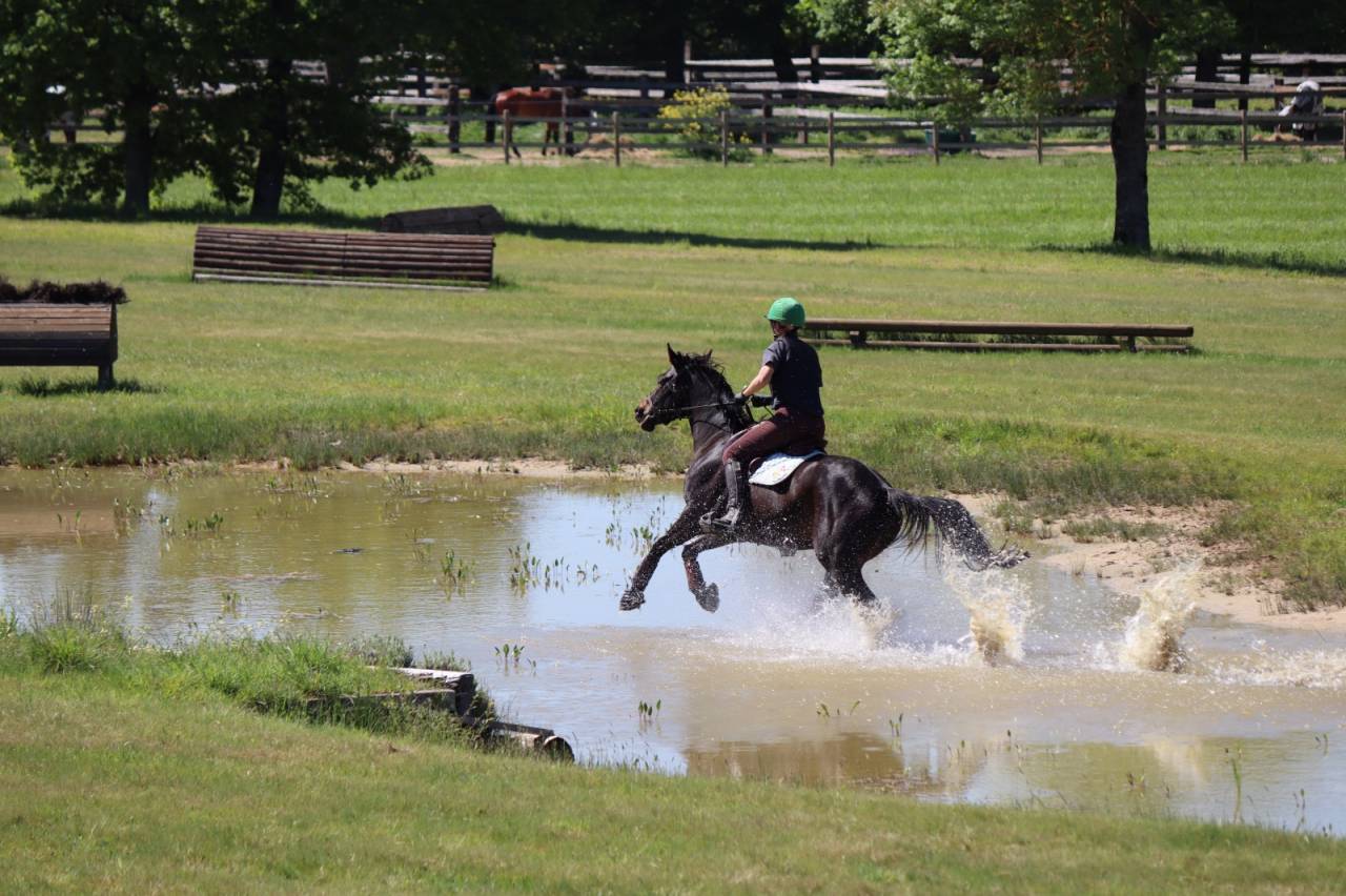 Hongre noir SF 4 ans 