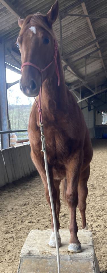 Jument OC 