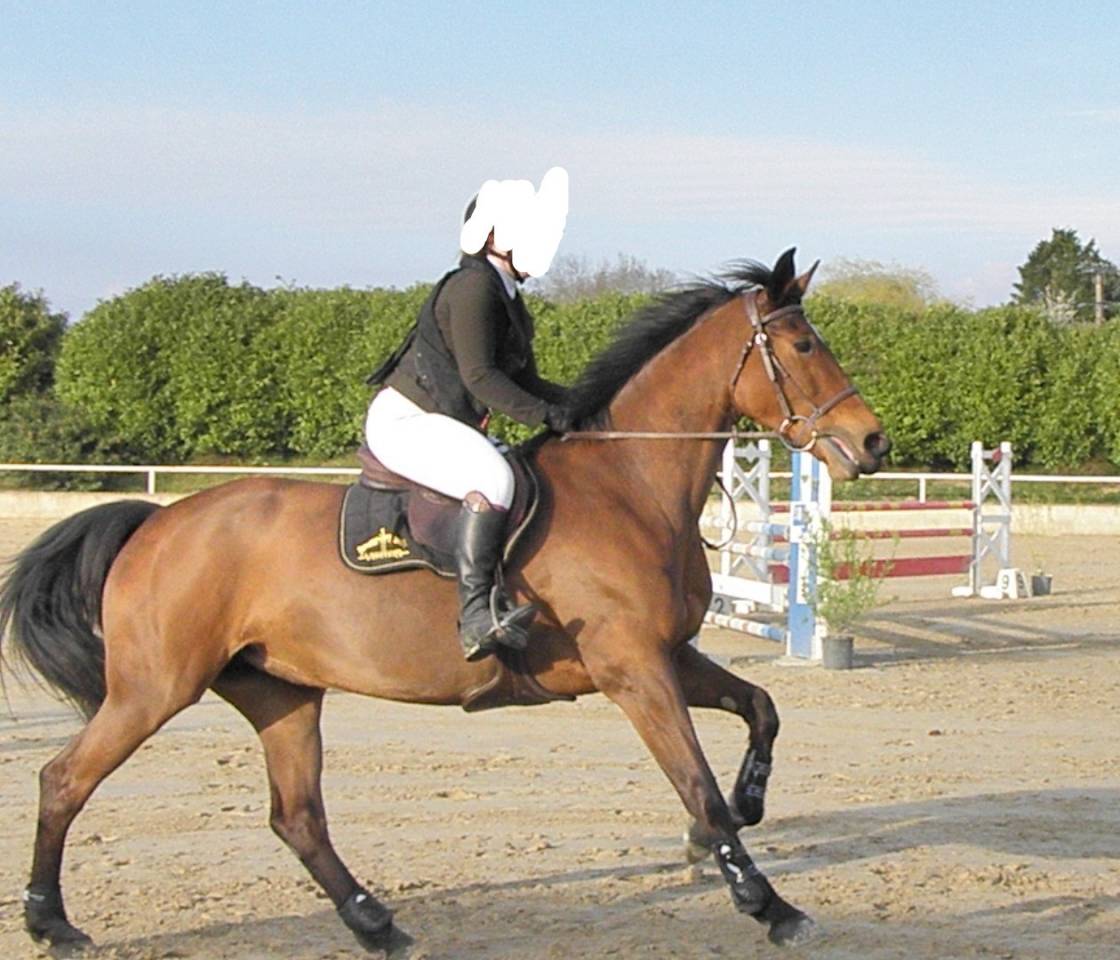 A vendre jument de 9 ans par manhattan de semilly 