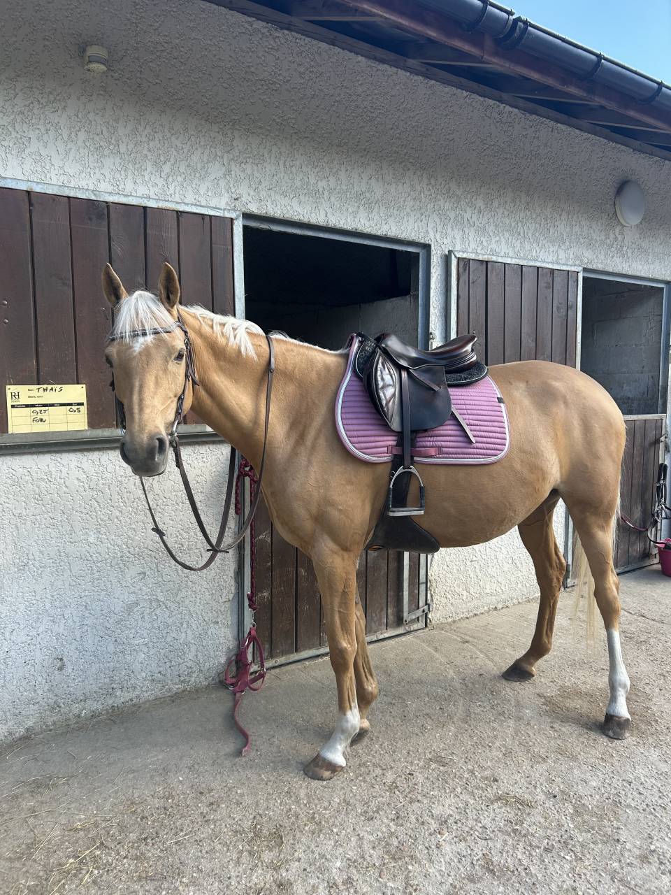 Demi pension - Jument 8 ans  Isphaeren