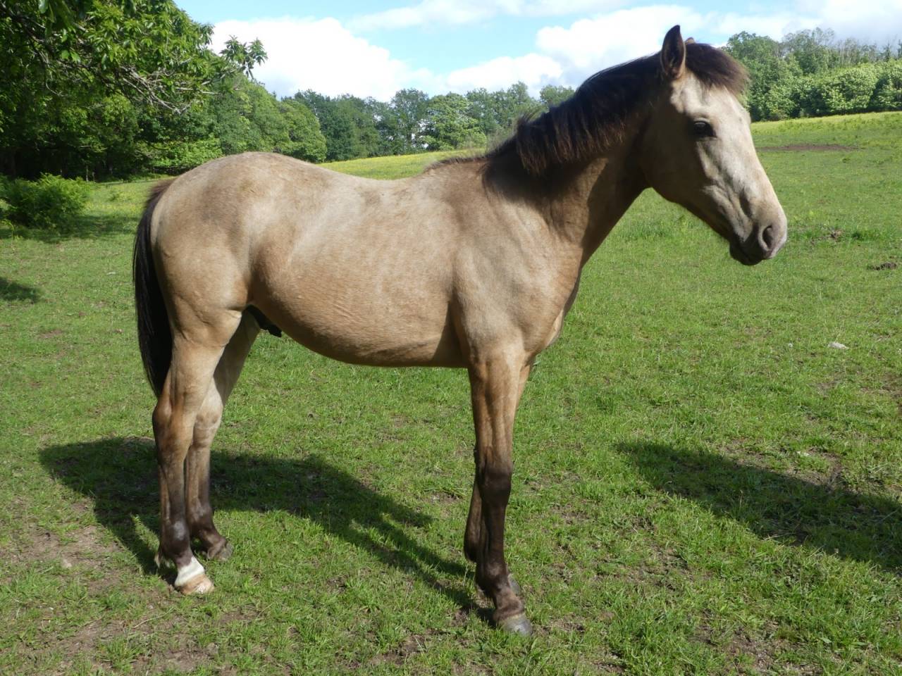 Poulain