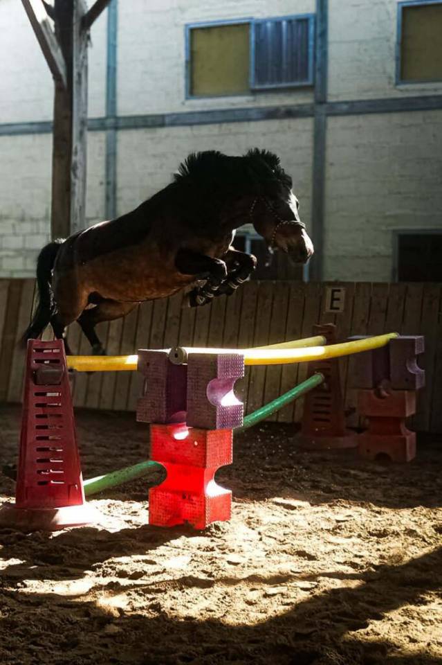 Ponette 6 ans crois&eacute;e welsh