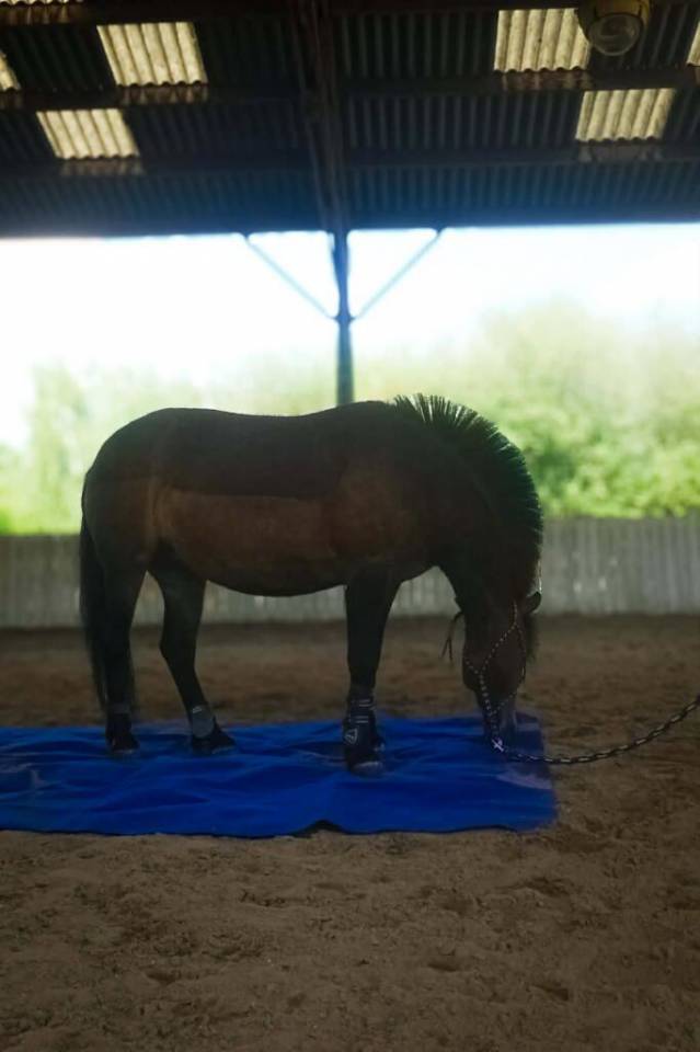 Ponette 6 ans crois&eacute;e welsh