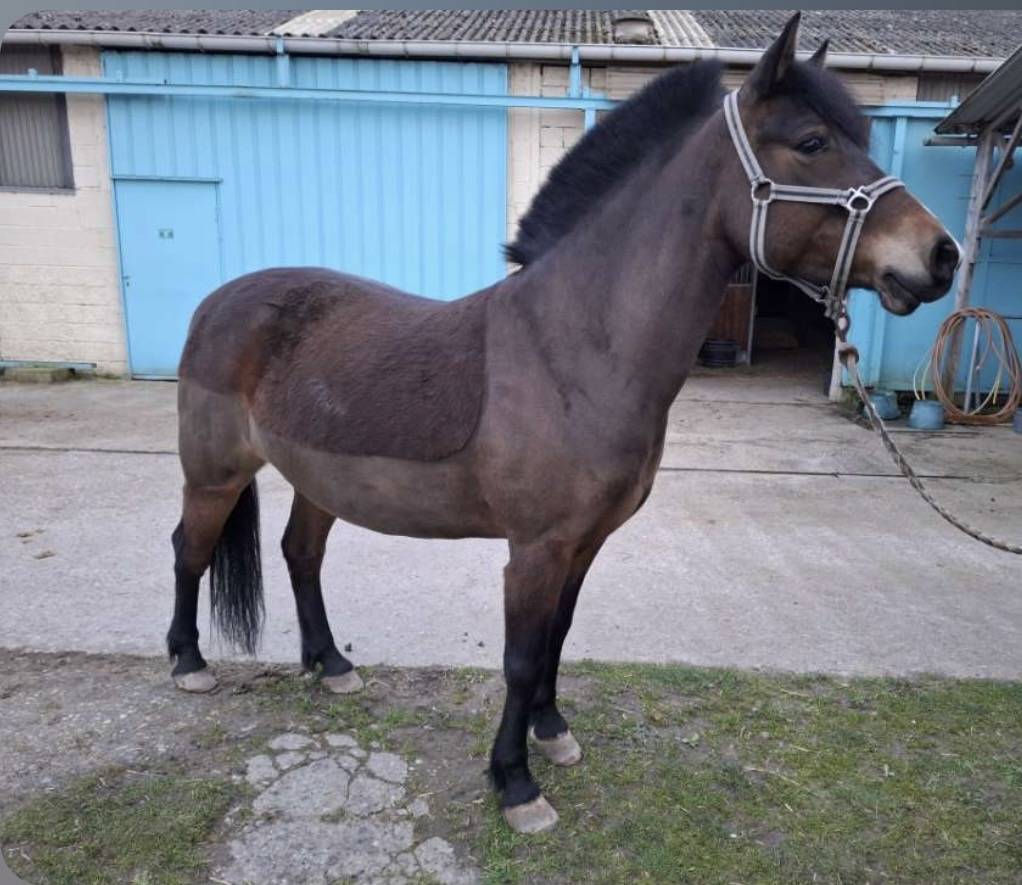 Ponette 6 ans crois&eacute;e welsh