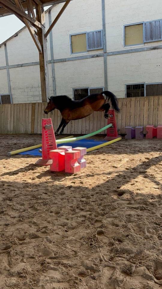 Ponette 6 ans crois&eacute;e welsh