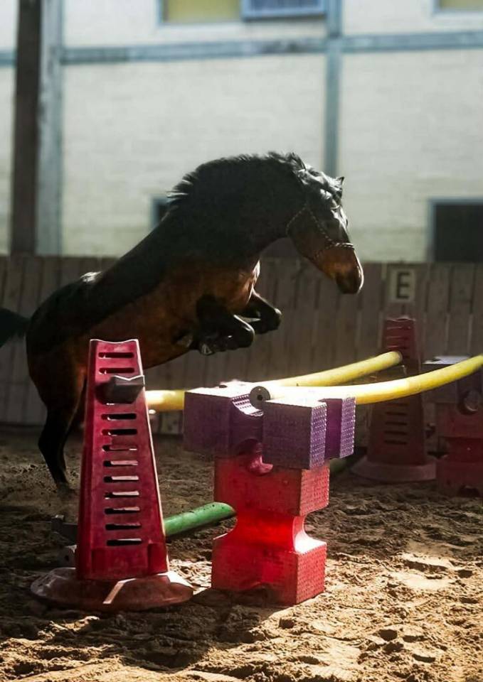Ponette 6 ans crois&eacute;e welsh