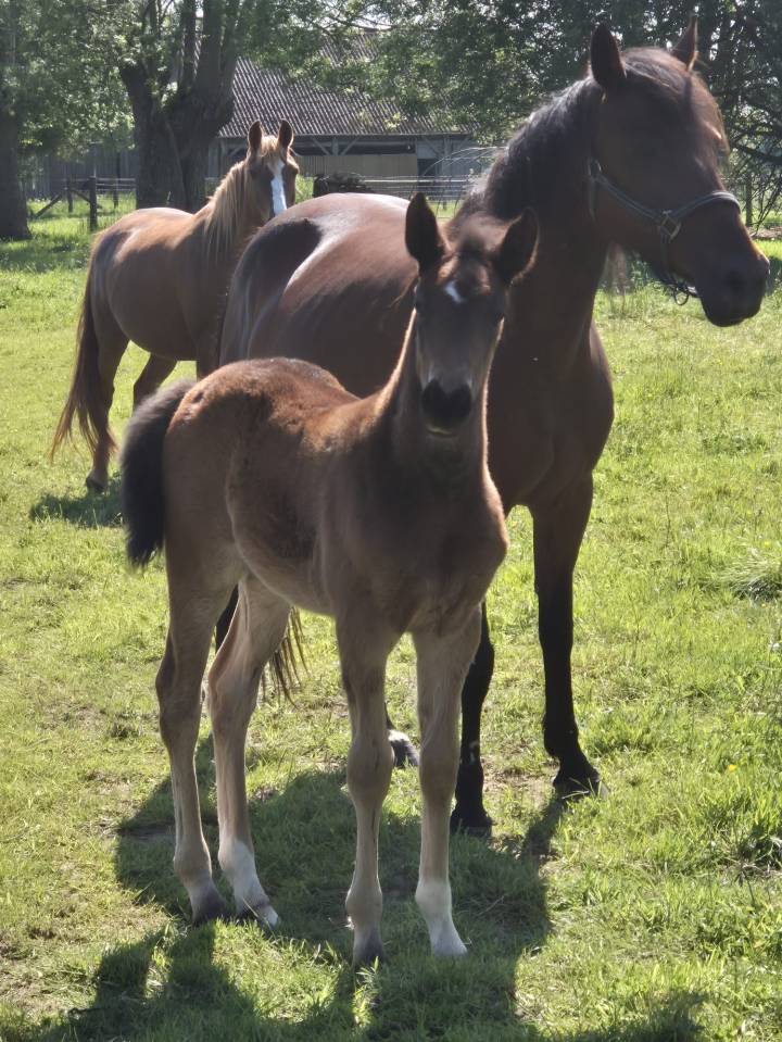 Vente de foal poney