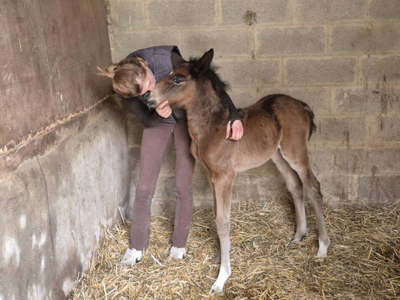 Vente de foal poney