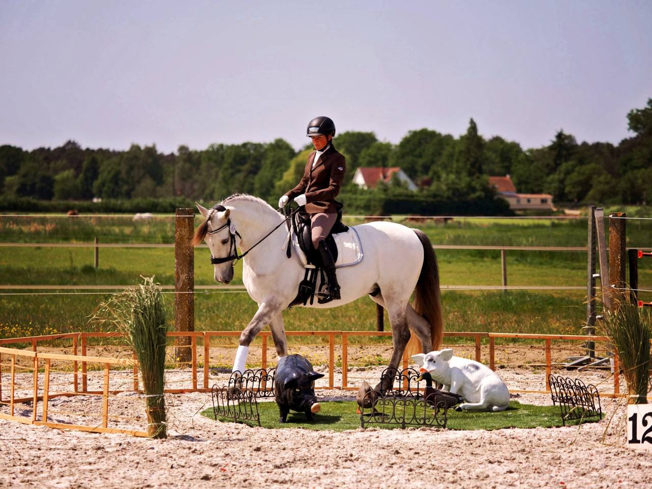 Ferrero, Hongre PRE de 11 ans