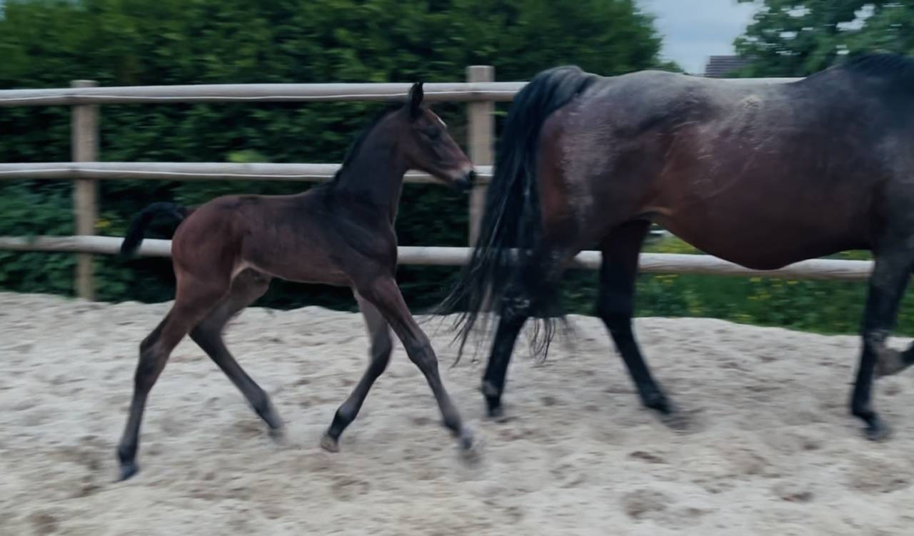 Poulain 2026 par Contendro 