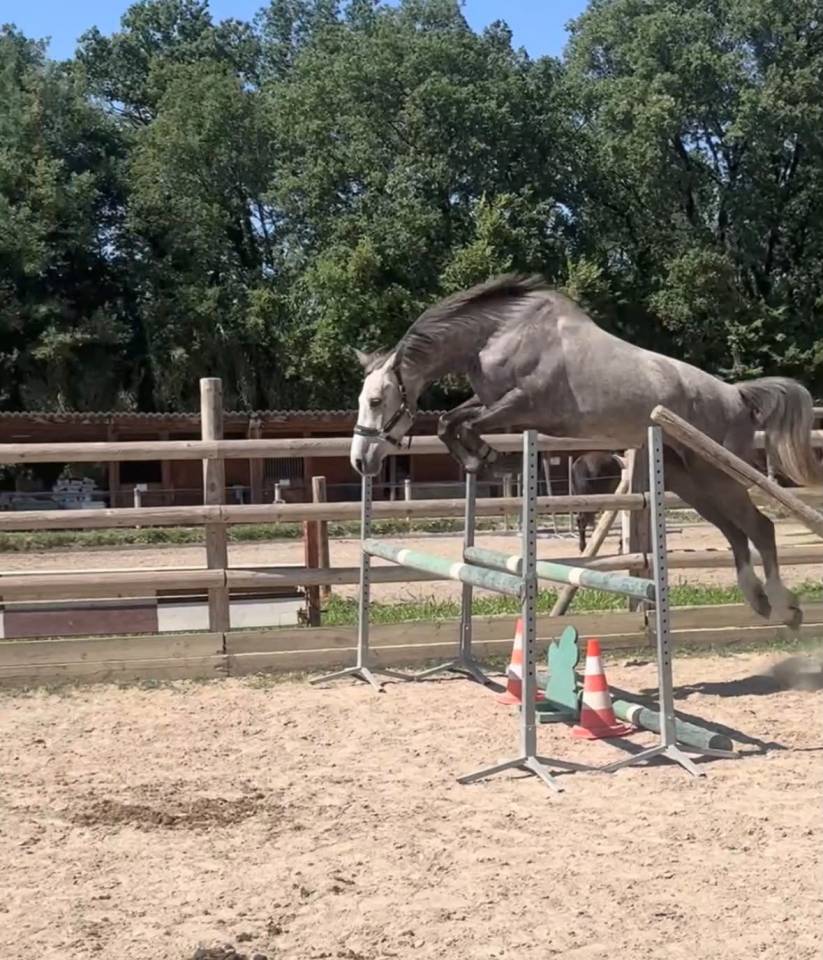 Magnifique jument de 4 ans 