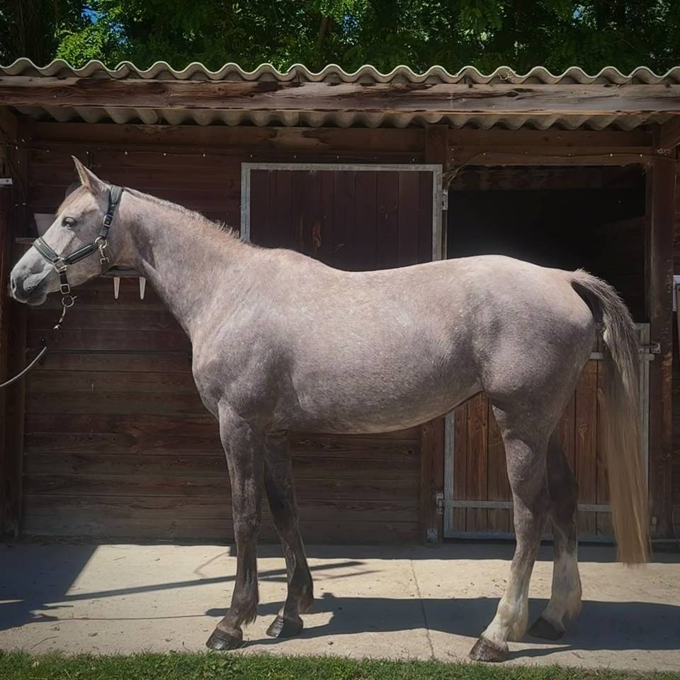 Magnifique jument de 4 ans 