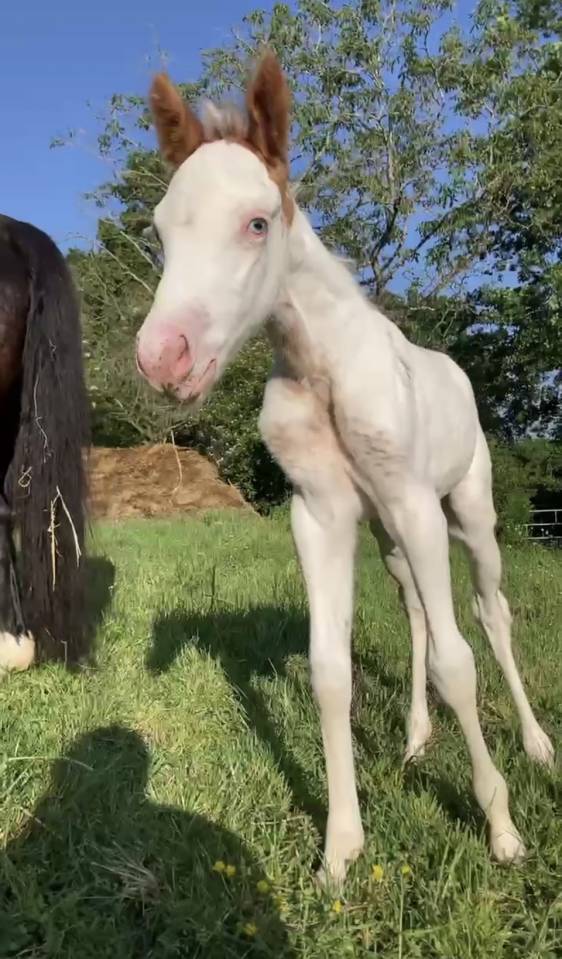 Pouliche paint horse