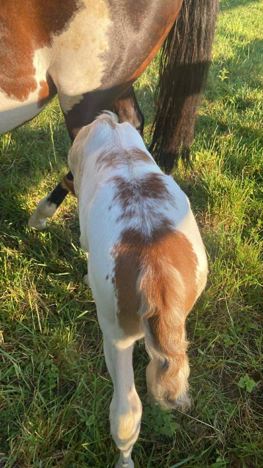Pouliche paint horse