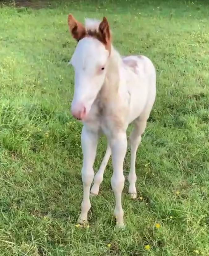 Pouliche paint horse