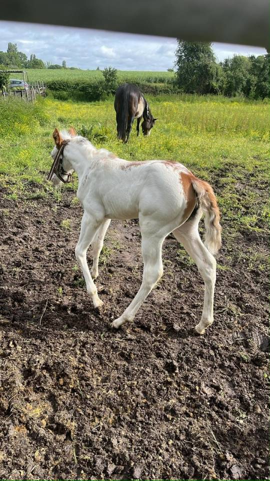 Pouliche paint horse