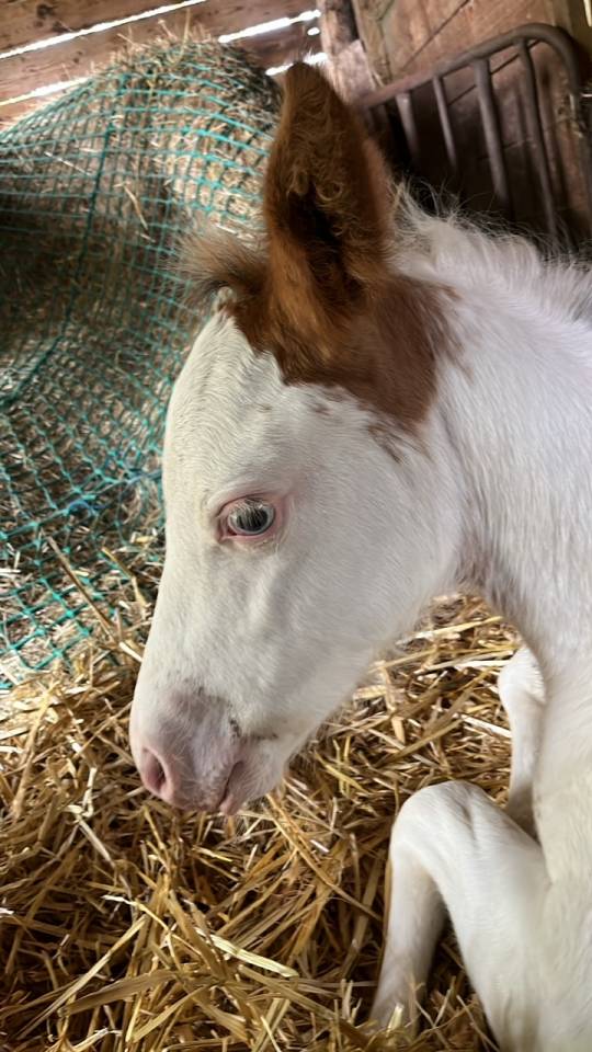 Pouliche paint horse